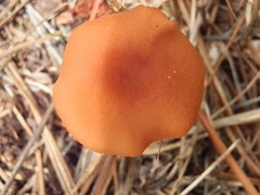 Laccaria trichodermophora