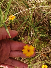 Tagetes tenuifolia