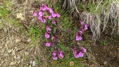 Pedicularis kerneri