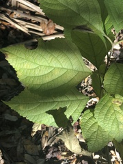 Varronia bullata