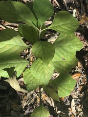 Varronia bullata