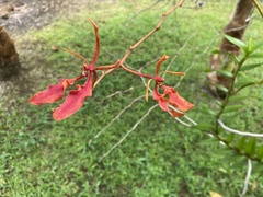 Renanthera