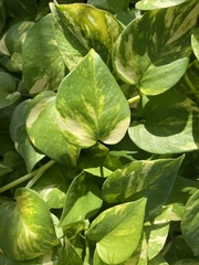 Epipremnum