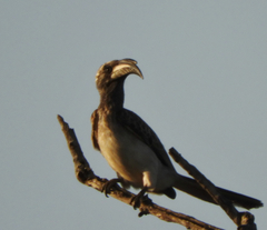 Lophoceros nasutus