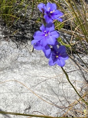 Aristea oligocephala