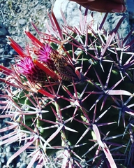 Ferocactus recurvus