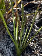 Aristea oligocephala