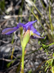Aristea oligocephala
