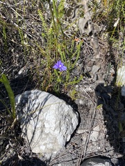 Aristea oligocephala