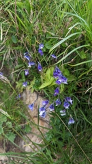 Pinguicula leptoceras