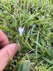 Richardia grandiflora