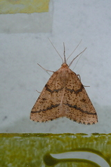 Aspitates ochrearia