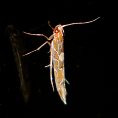 Pyroderces apparitella