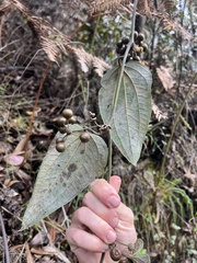 Smilax tomentosa