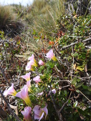 Oxalis enneaphylla