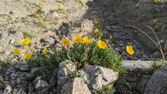 Papaver alpinum