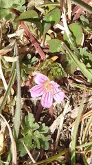 Geranium sessiliflorum