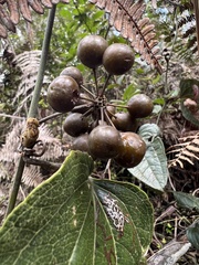 Smilax tomentosa