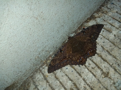 Ascalapha odorata