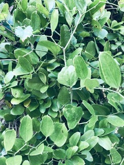 Smilax havanensis
