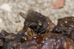 Anthomyiidae