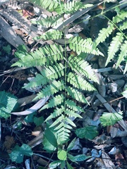 Pteridium caudatum