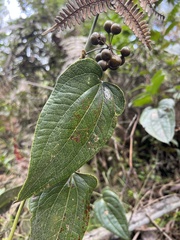 Smilax tomentosa