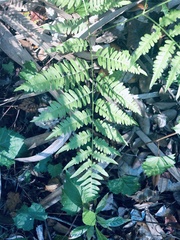 Pteridium caudatum