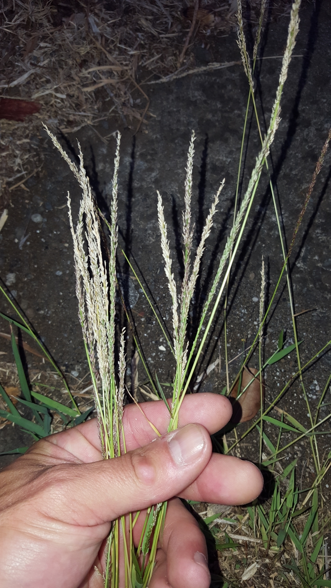(c) François Rousseu, certains droits réservés (CC BY-NC) https://www.inaturalist.org/observations/143290279