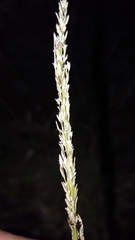 Eragrostis tenella insularis