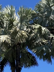 Bismarckia