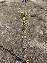 Heterotheca