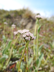 Valeriana carnosa