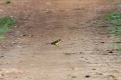 Emberiza cabanisi