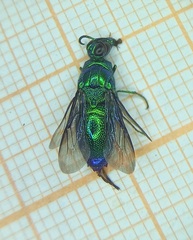 Stilbum