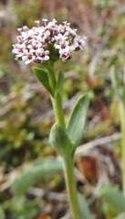 Valeriana carnosa