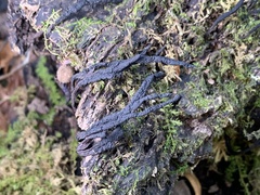 Xylaria