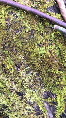 Thuidium delicatulum