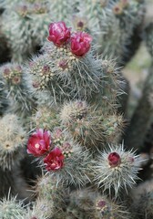 Cylindropuntia wolfii