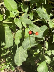 Forestiera segregata