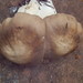 Entoloma whiteae - Photo (c) pinonbistro, some rights reserved (CC BY-SA), uploaded by pinonbistro