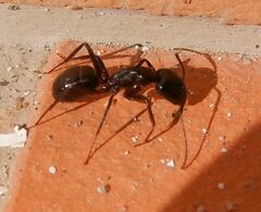 Camponotus barbaricus