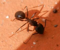 Camponotus barbaricus