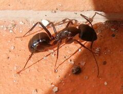 Camponotus barbaricus