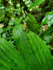 Pristimantis ornatissimus