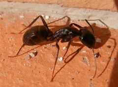 Camponotus barbaricus