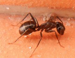 Camponotus barbaricus