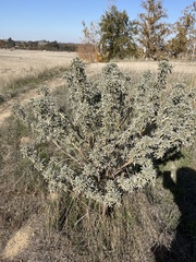 Lupinus albifrons
