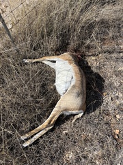 Antilope cervicapra