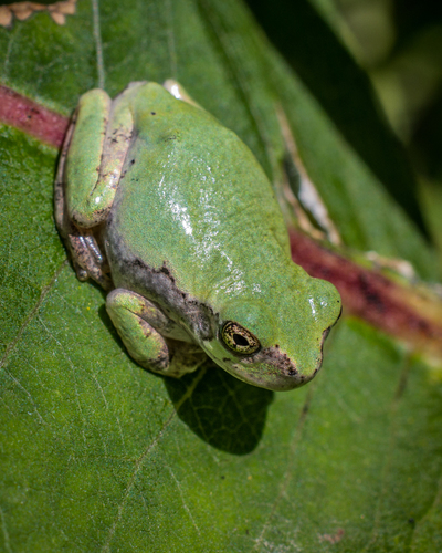 Gray Treefrog photographed in Maine